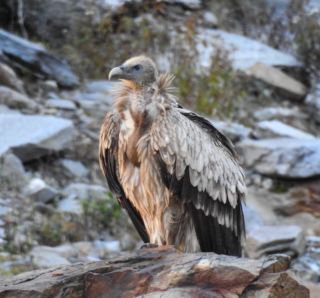 Himalayan Griffon Vulture gliding