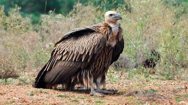 Himalayan Griffon Vulture soaring