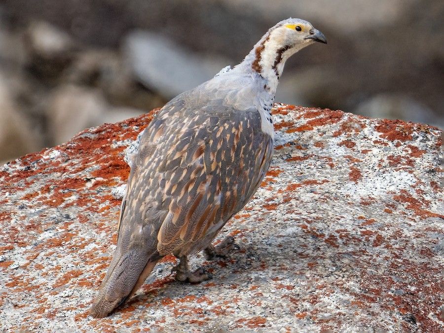 Himalayan Snowcock in alps
