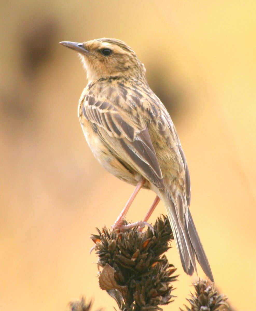 Pipit walking in meadow