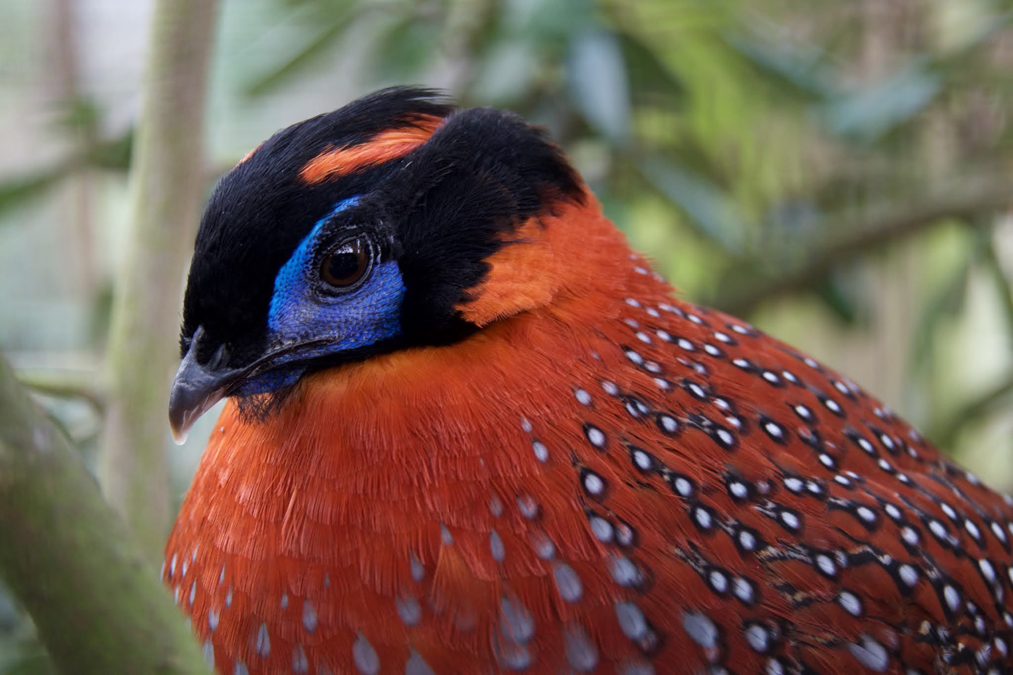 Satyr Tragopan in forest