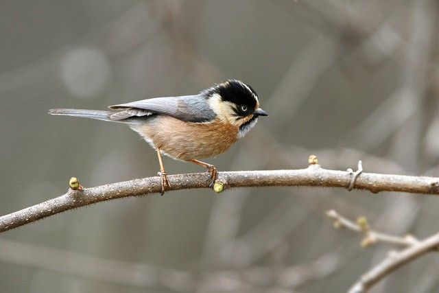 White-throated Tit in scrub