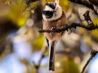 White-throated Tit perched