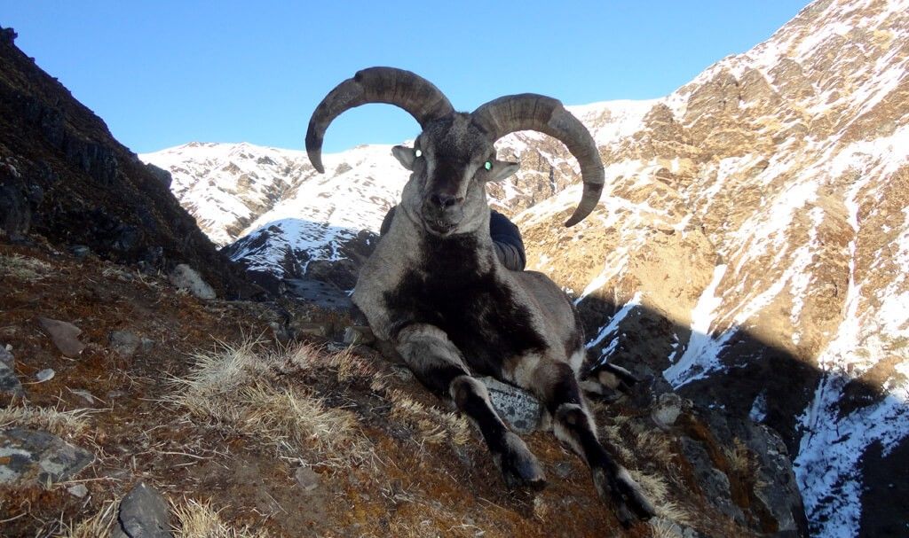 Himalayan blue sheep in Shey Phoksundo