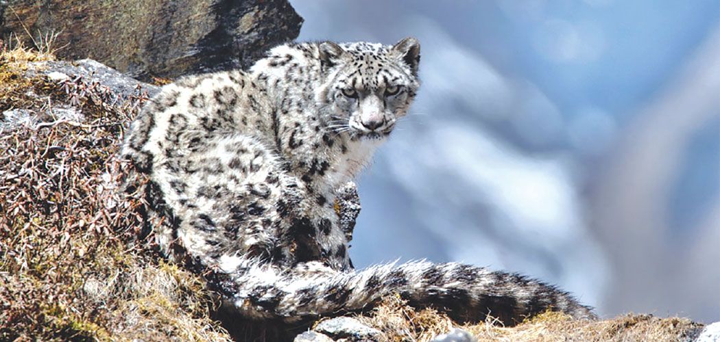 Snow Leopard