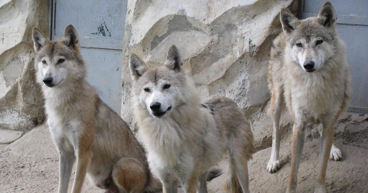Tibetan wolf in high altitude