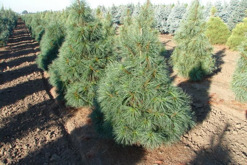 Blue Pine forests in Shey Phoksundo