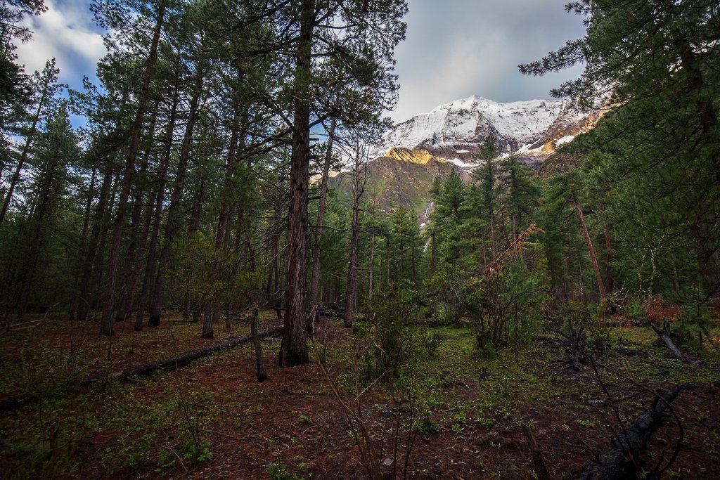 Juniper forests in Shey Phoksundo