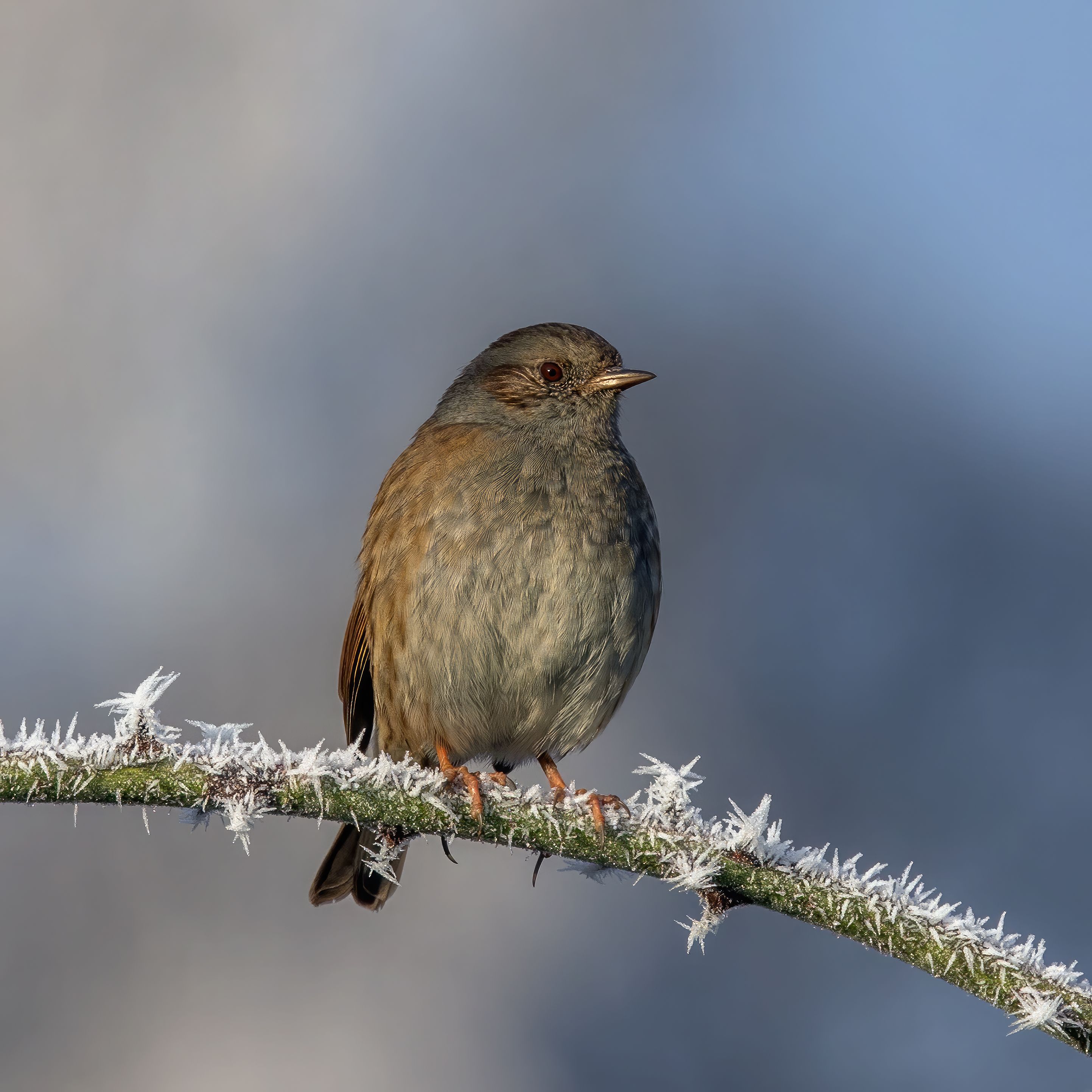 Accentors