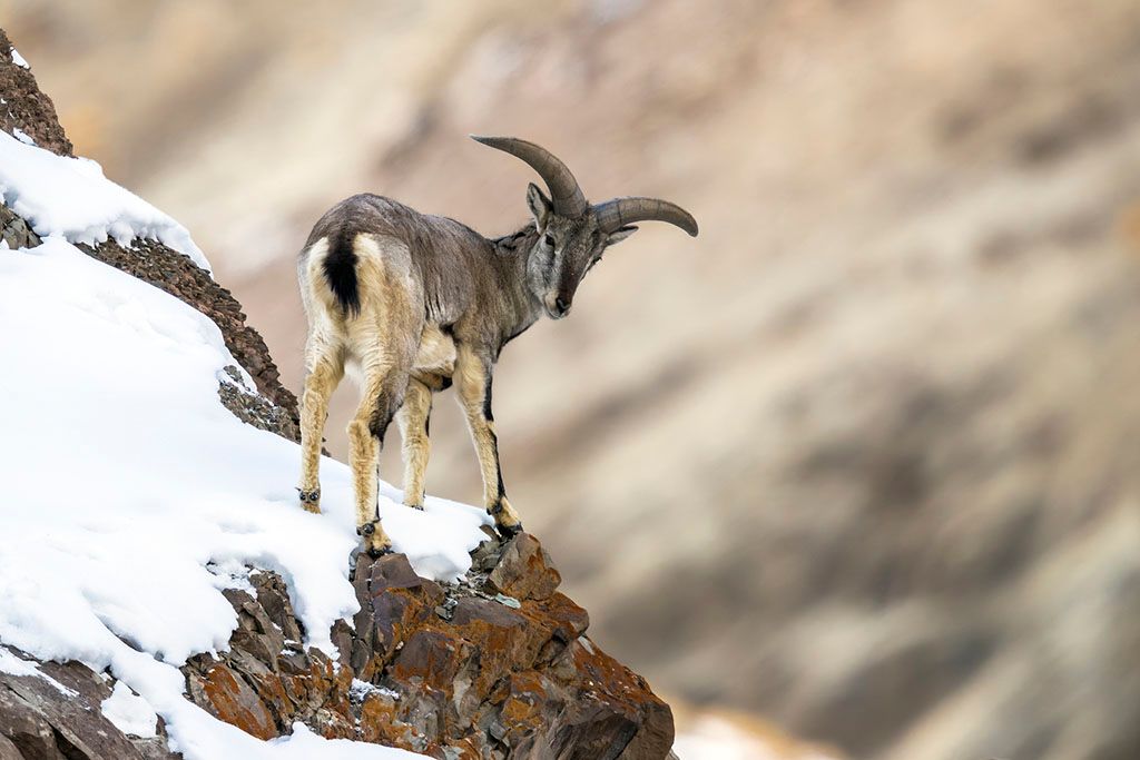 Himalayan Blue Sheep