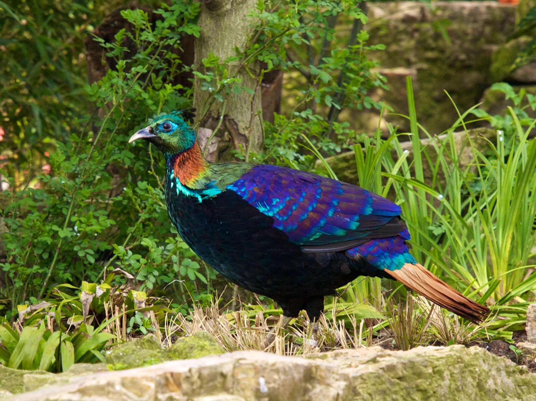 Himalayan Monal