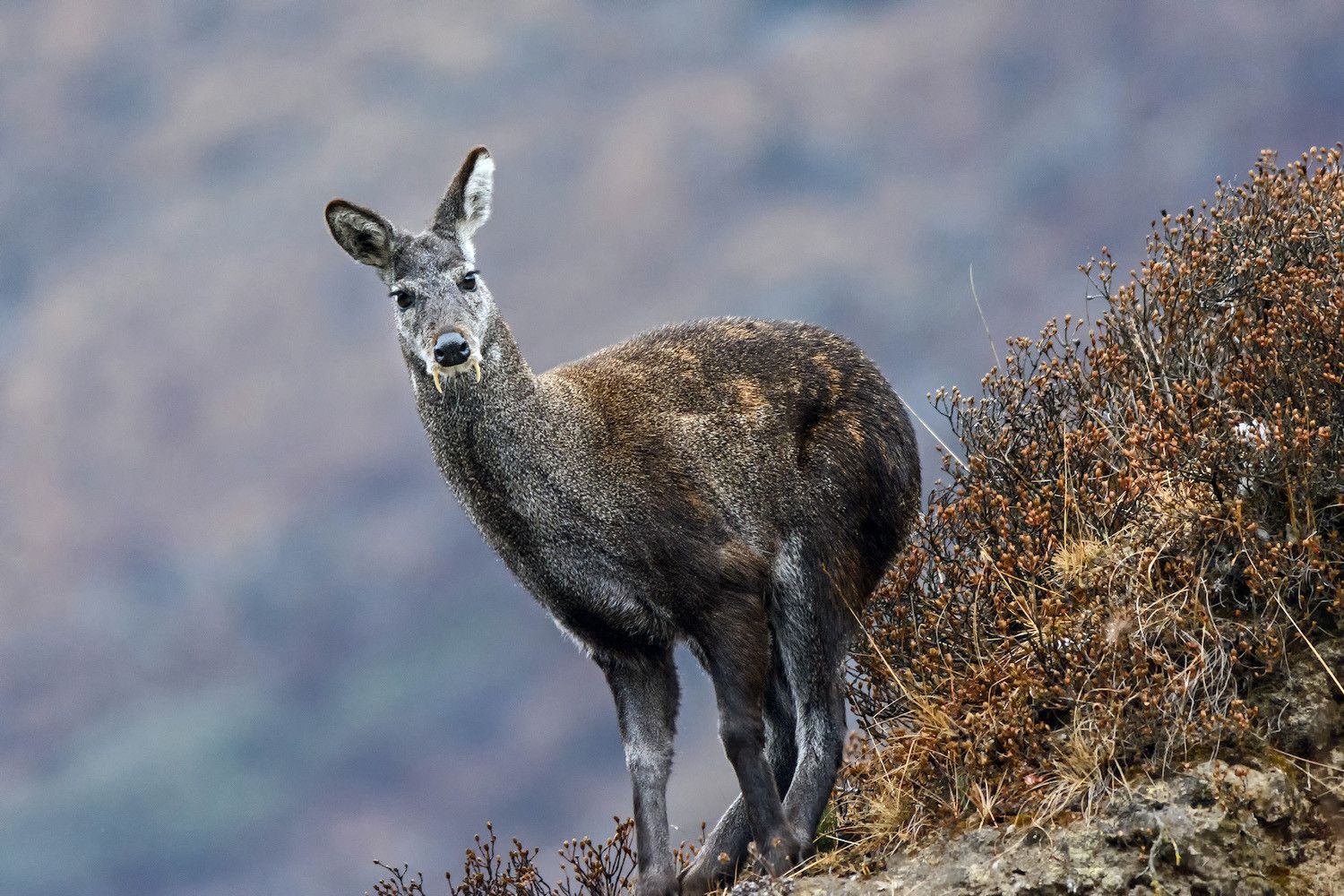 Musk Deer