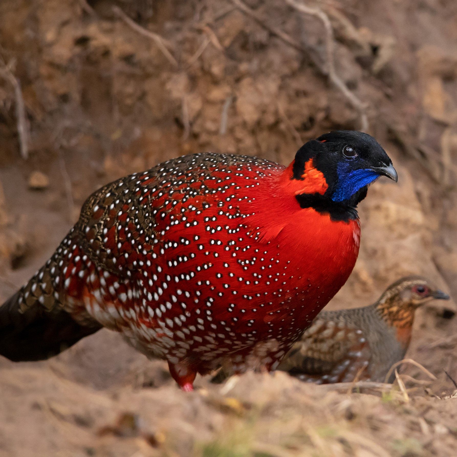 Satyr Tragopan