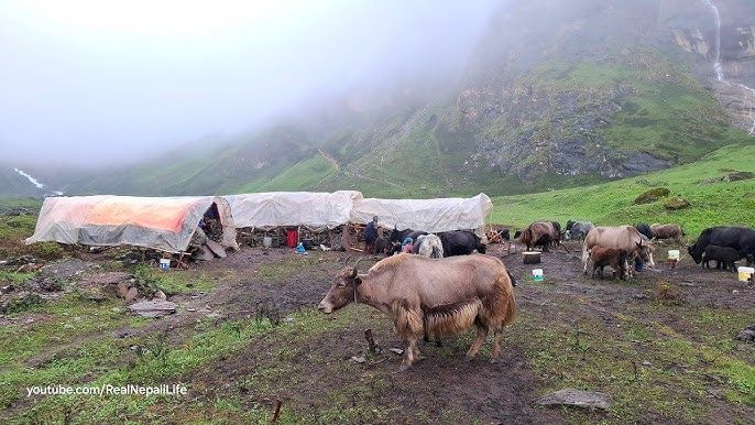 Dolpo Nomadic Life